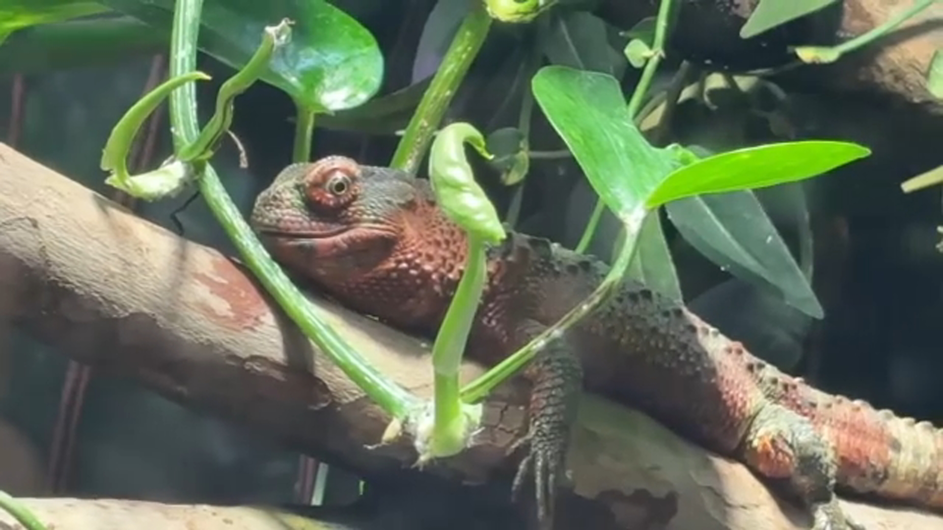 Reptile House reopens at Fresno Chaffee Zoo