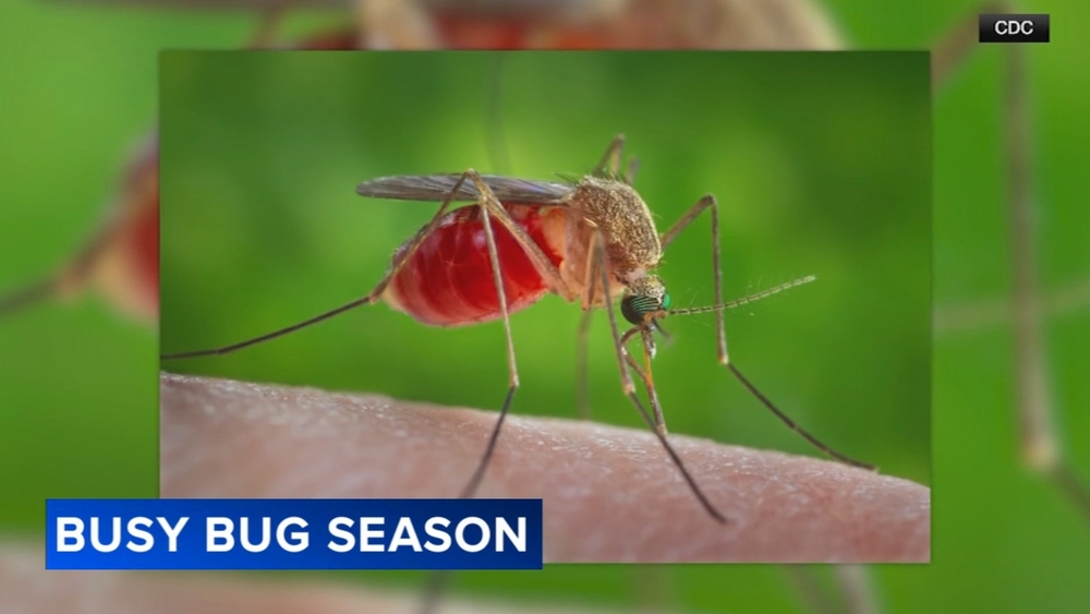 Warmer, wetter summer leads to surge in insects across Philly area