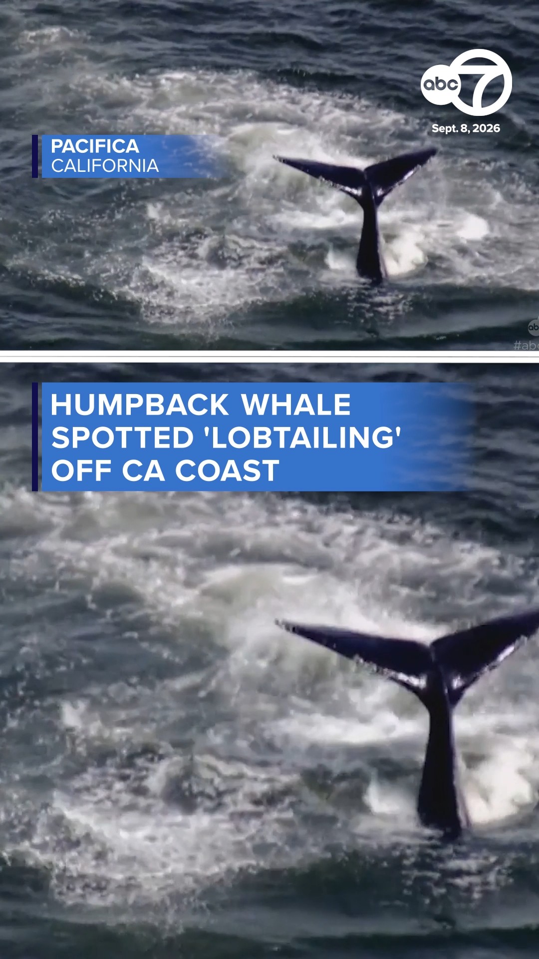 Humpback whale spotted 'lobtailing' off CA coast