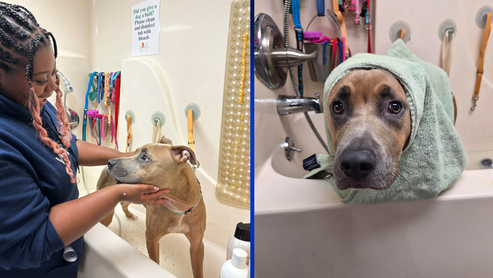 Dog receiving care after being rescued from Durham dumpster