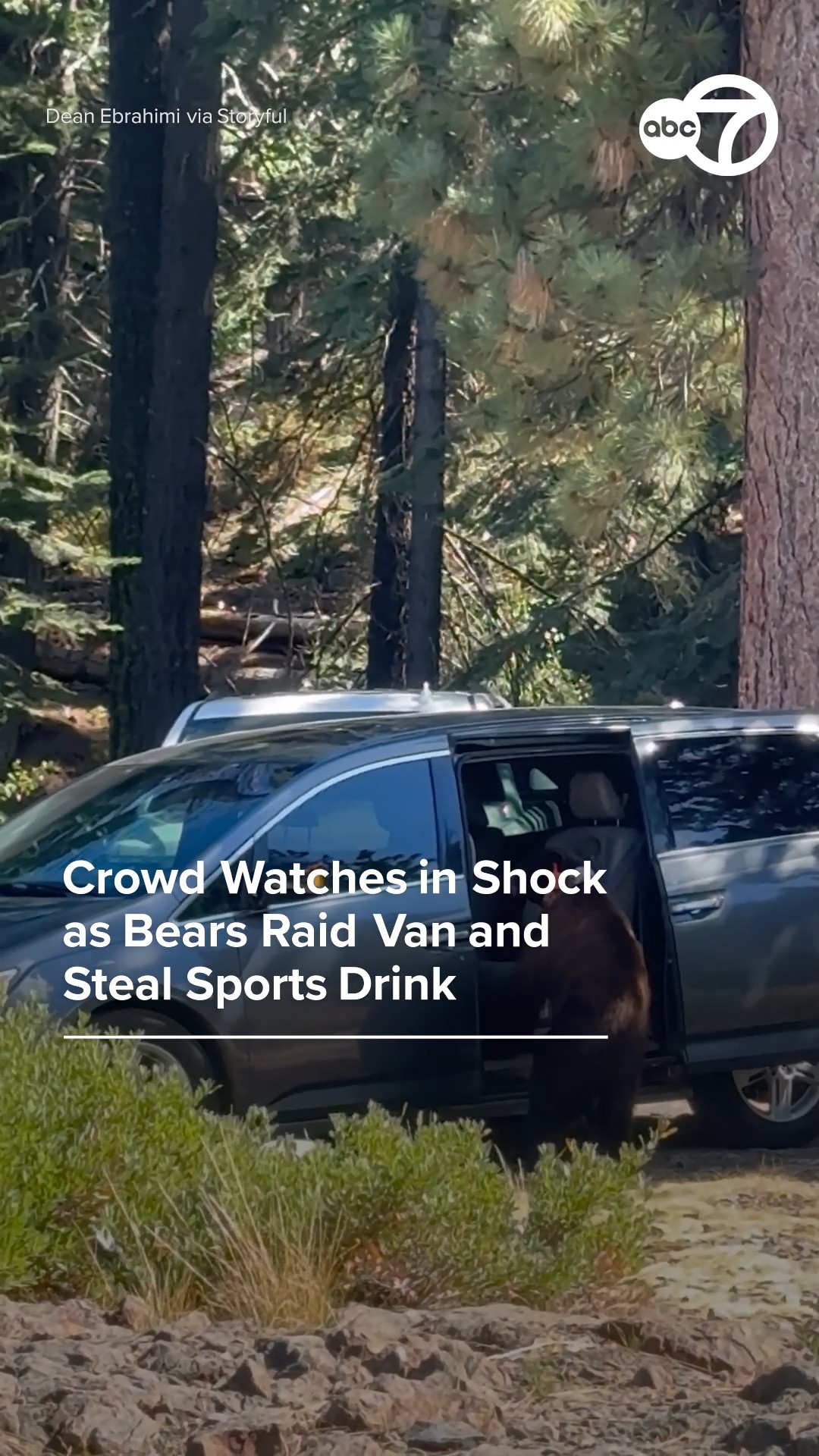Crowd watches in shock as bears raid van and steal sports drink