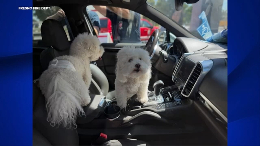 Fresno firefighters rescue dogs accidentally locked inside hot car
