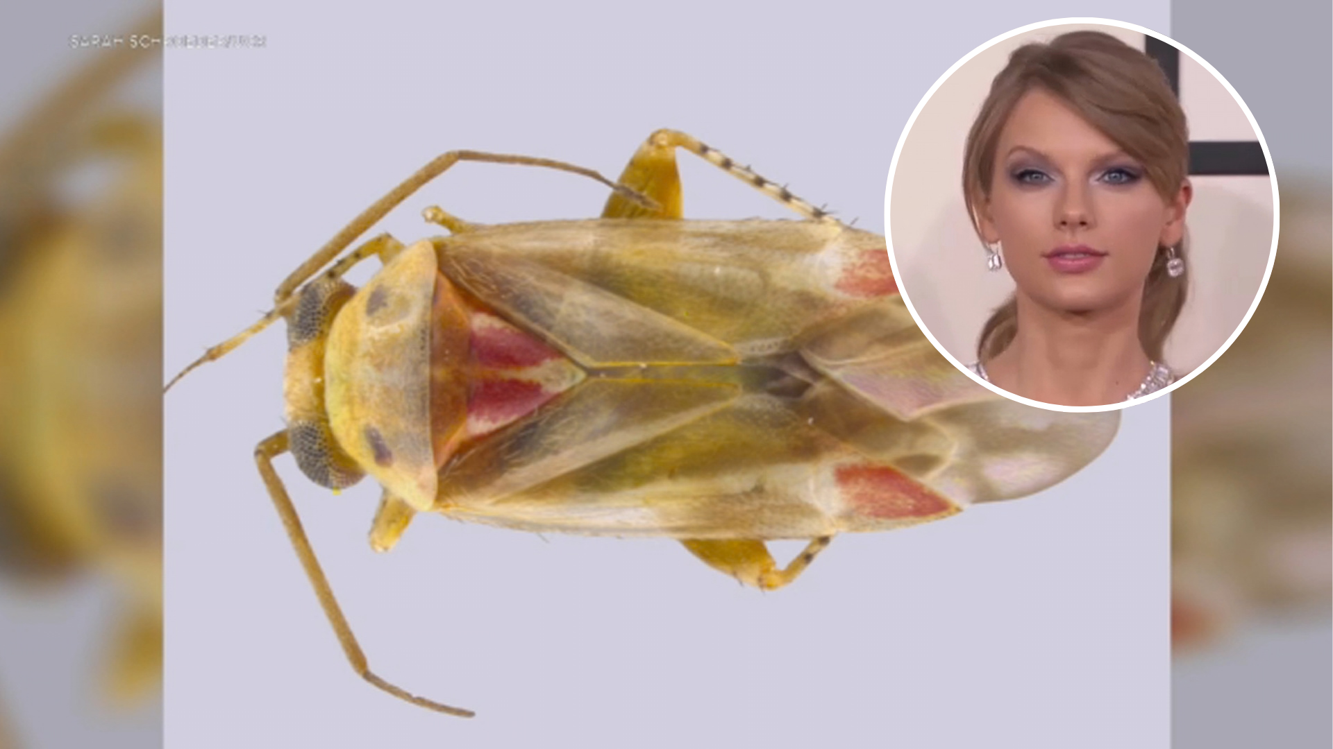A scientist at the University of California Riverside paid tribute to Taylor Swift by naming a new insect genus after the pop star.