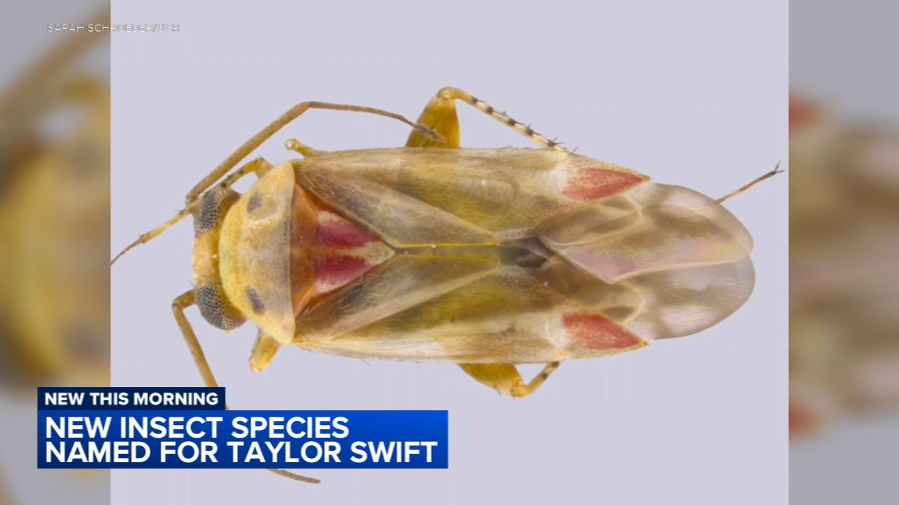 New insect species named for Taylor Swift