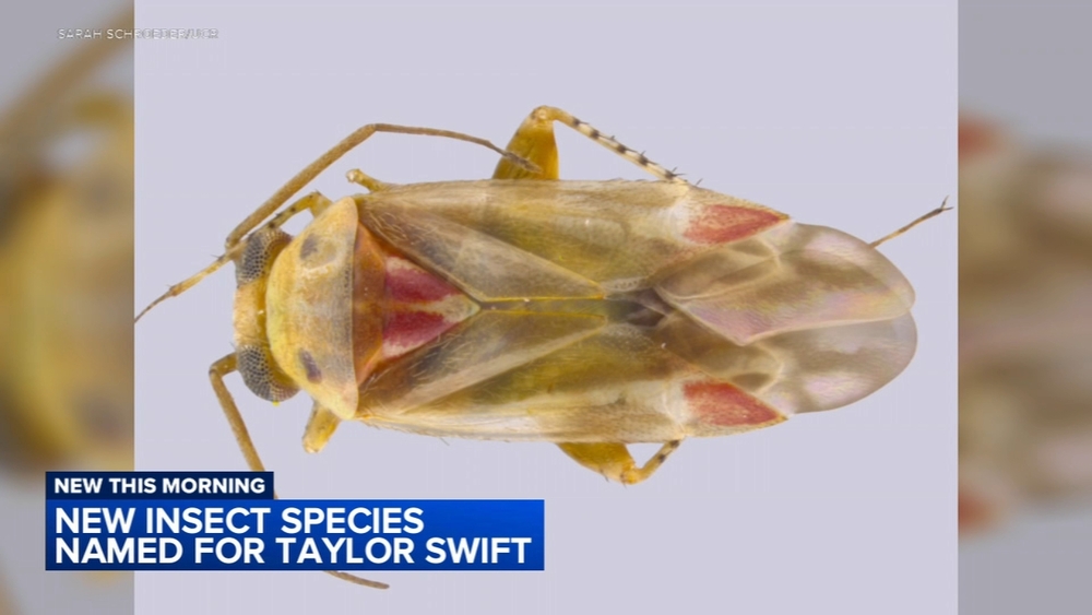 New insect species named for Taylor Swift