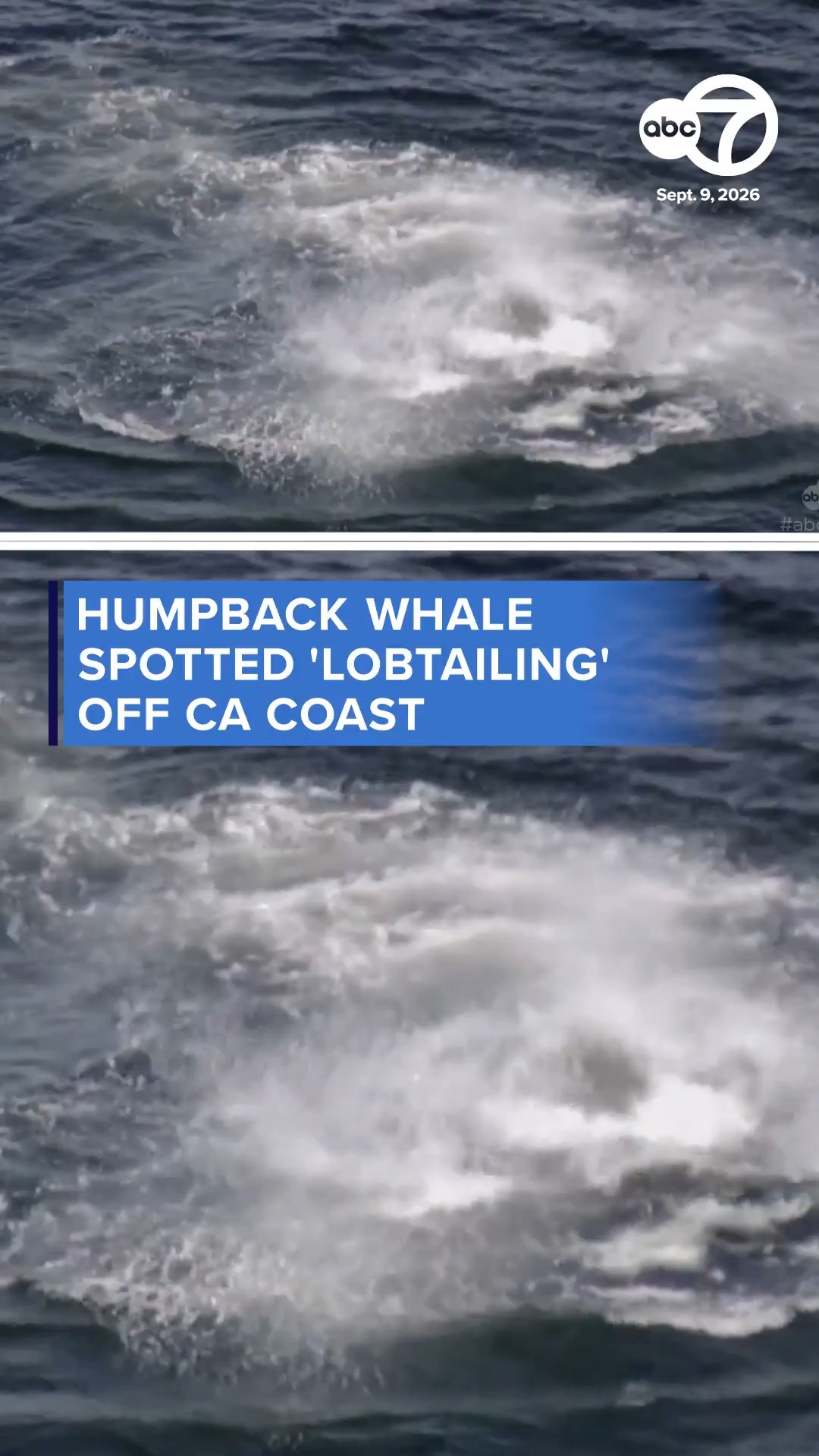 Humpback whales spotted 'lobtailing'