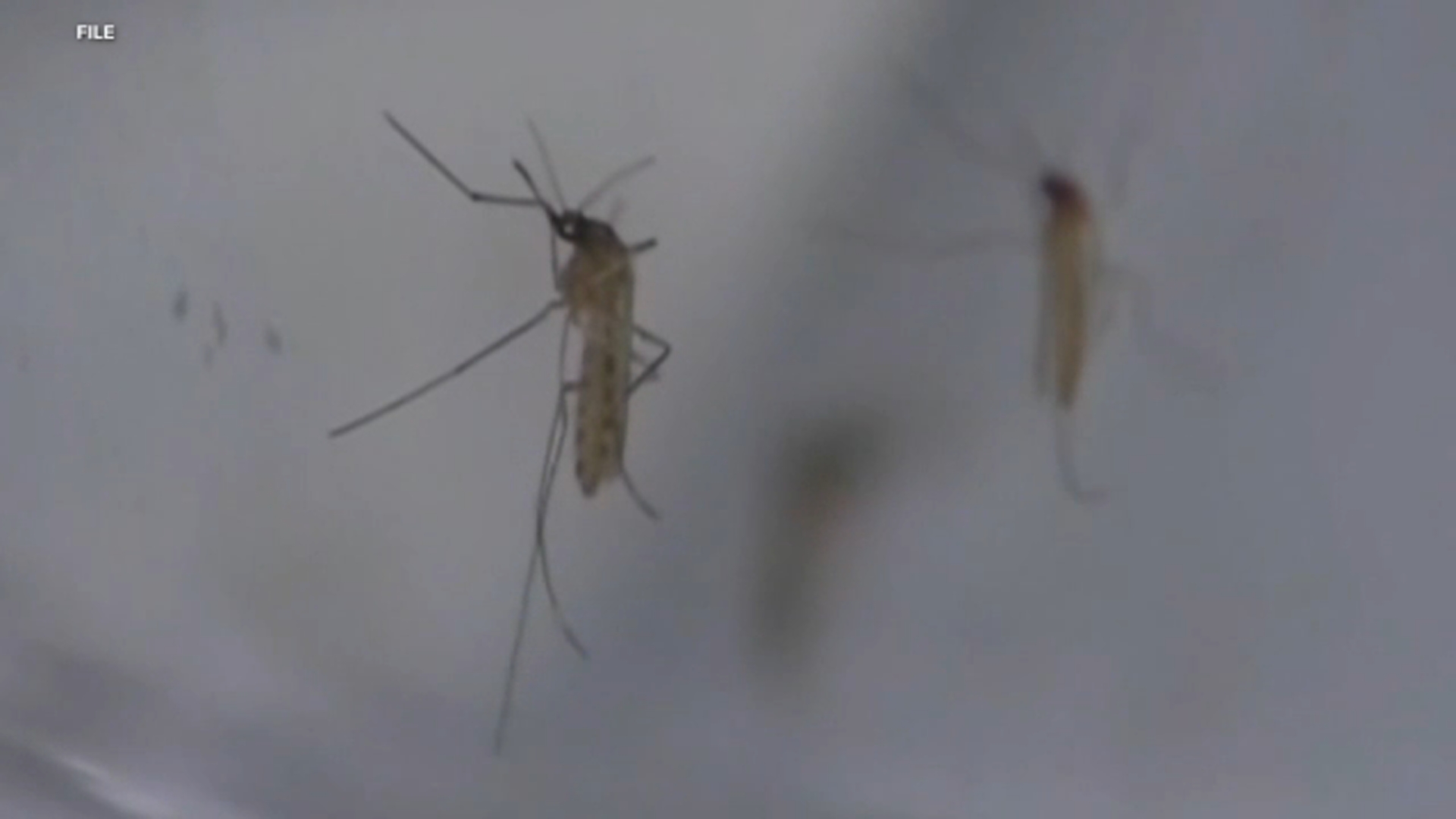 Why mosquitoes in SoCal are appearing earlier and biting more people