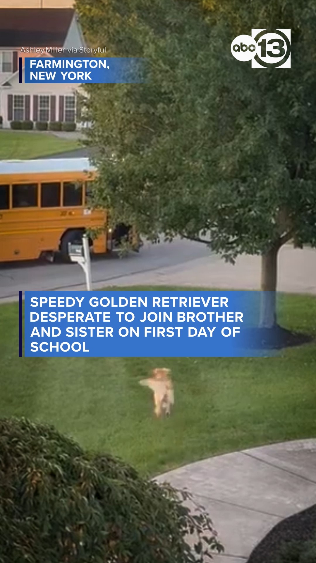 Golden Retriever Desperate to Join Brother and Sister at School