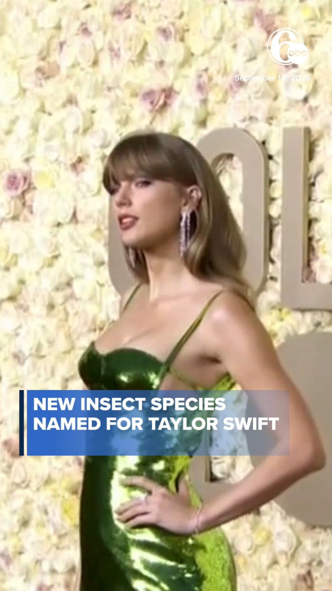 New insect species 'Swiftiephylus' named for Taylor Swift