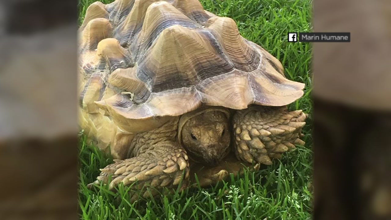 Tortoise found wandering around Novato, officials search for owner