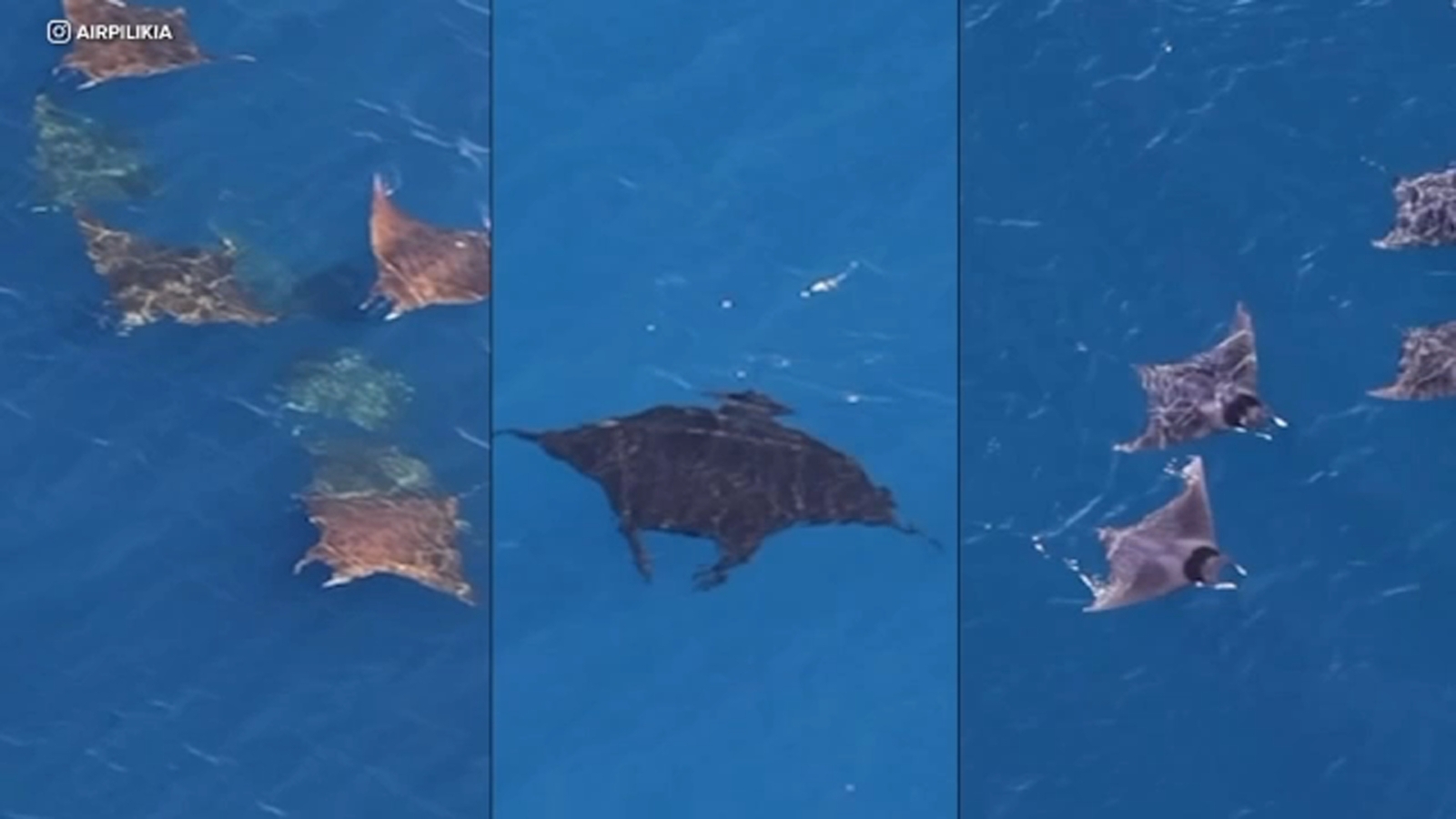 El Nino conditions bringing unusual sea creatures to warming waters off SoCal coast