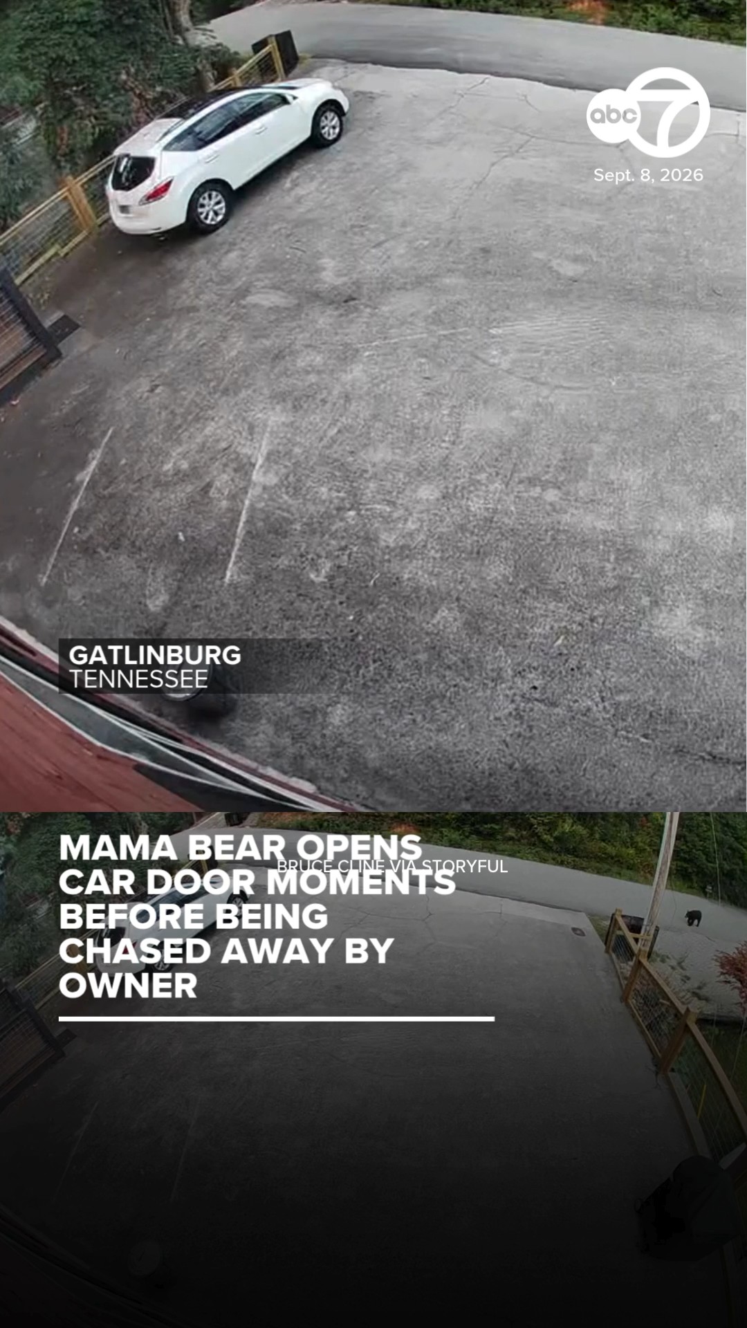 Mama bear opens car door moments before being chased away by owner
