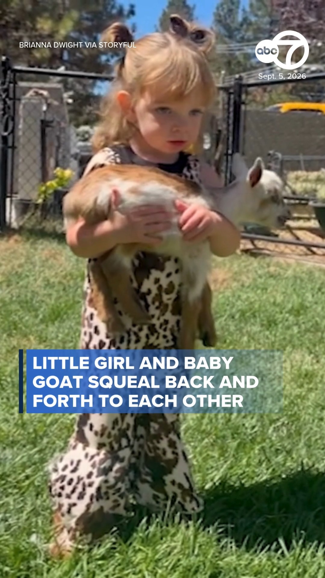 Little girl and baby goat squeal back and forth with each other