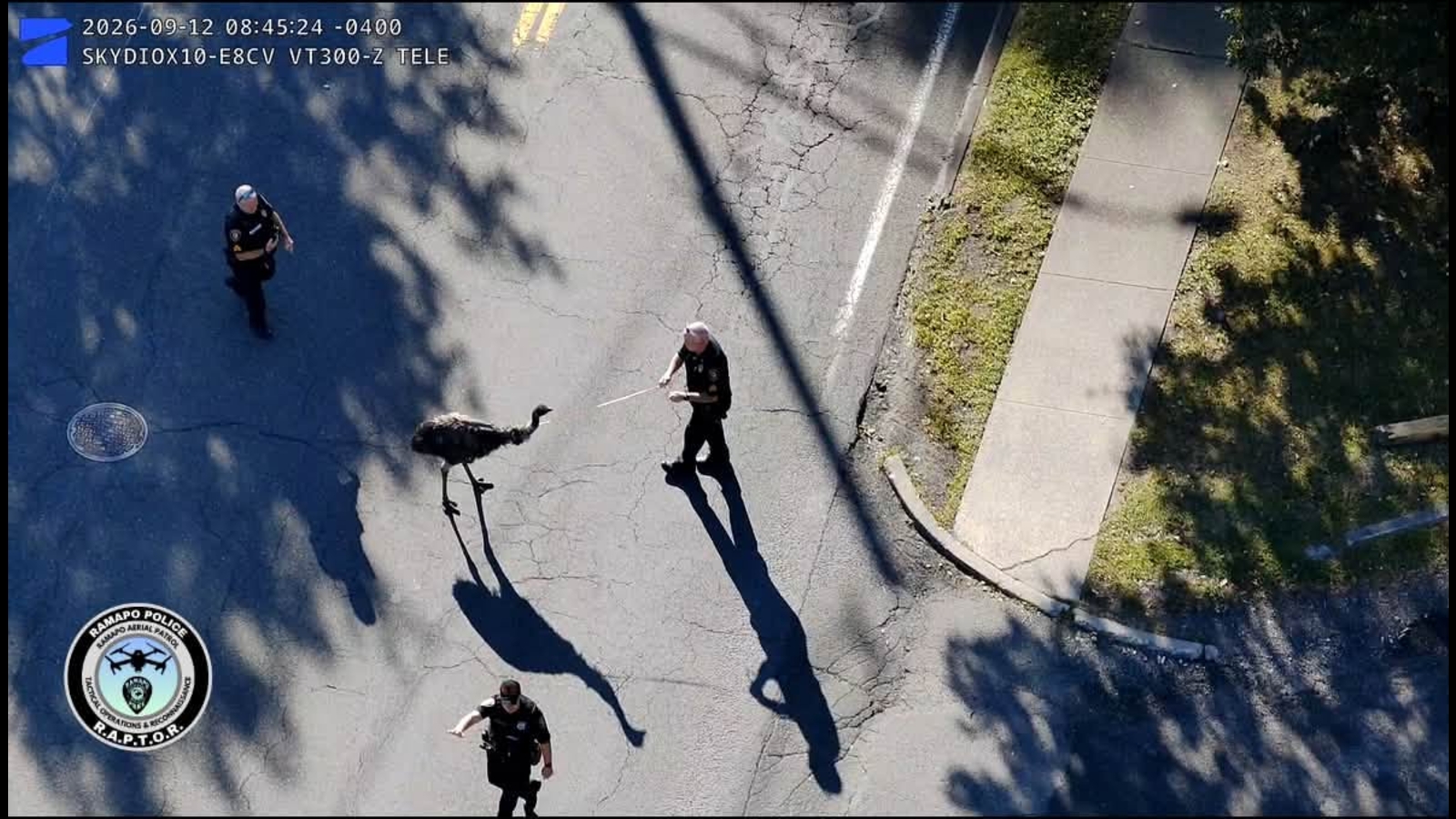 Runaway emu safely recovered after Rockland escape