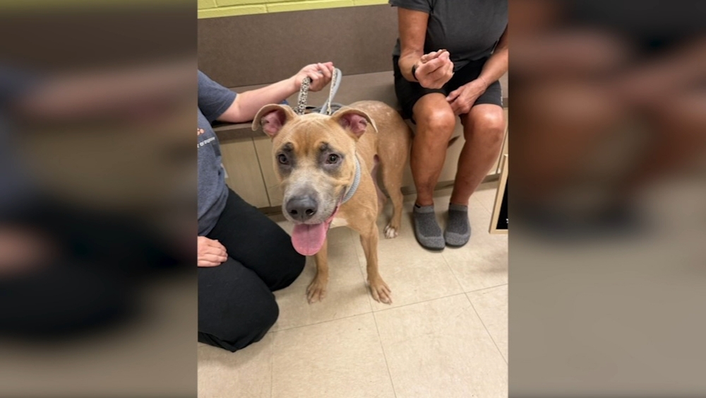 Rescued Durham Dog finds forever home