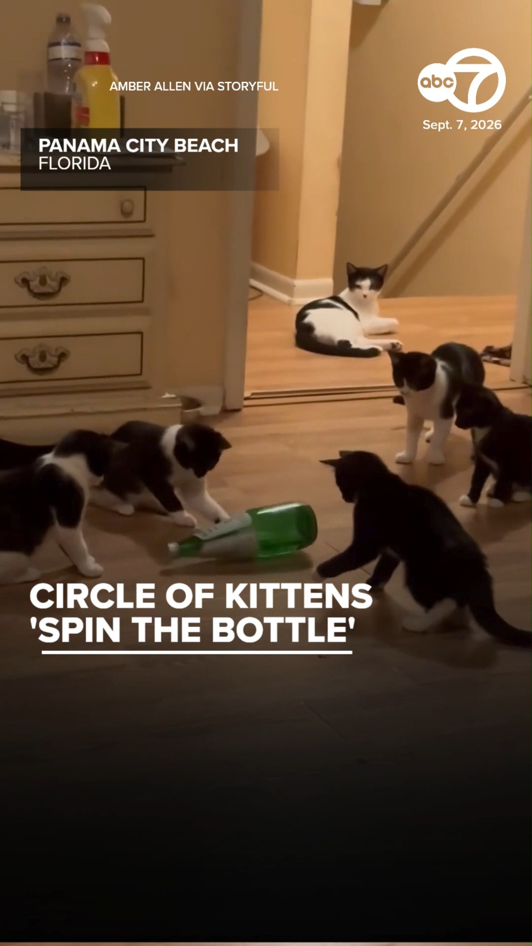 Circle of Kittens 'Spin the Bottle' in Adorable Video