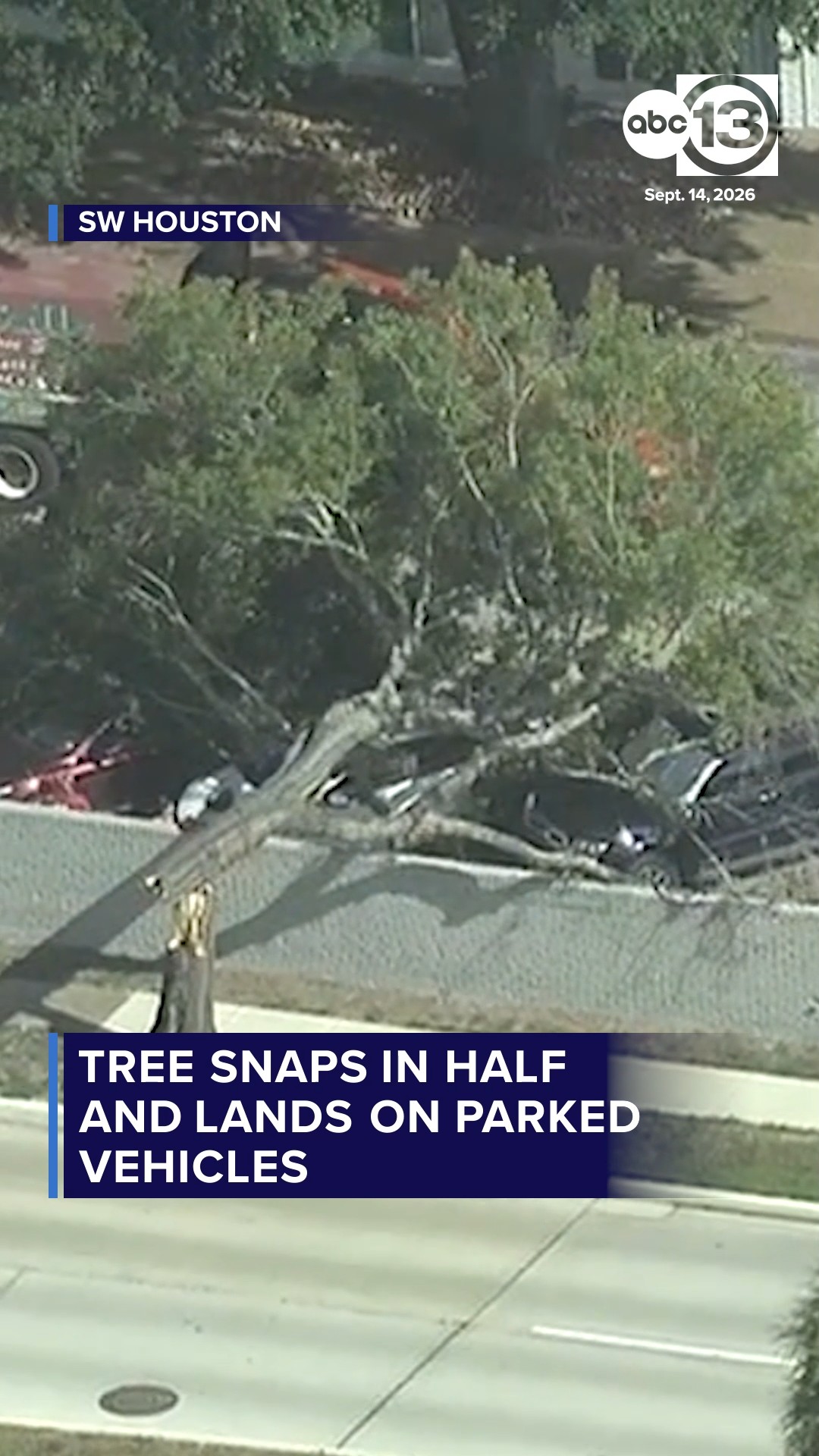 Tree snaps in half, landing on at least 3 cars