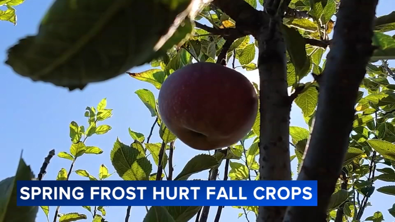 NJ farms adapt after late April freeze devastates apple crops