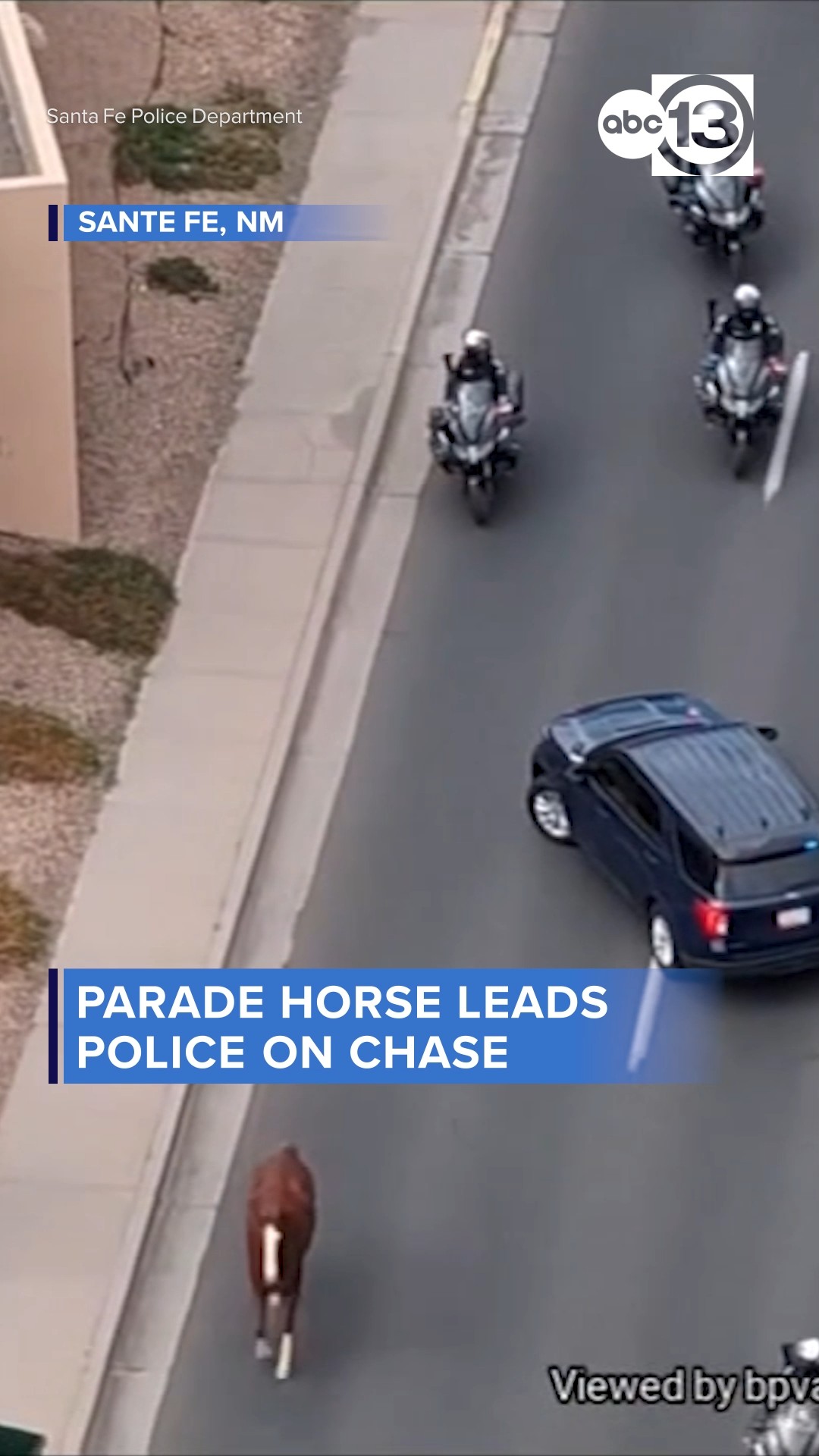 Parade horse leads police on chase
