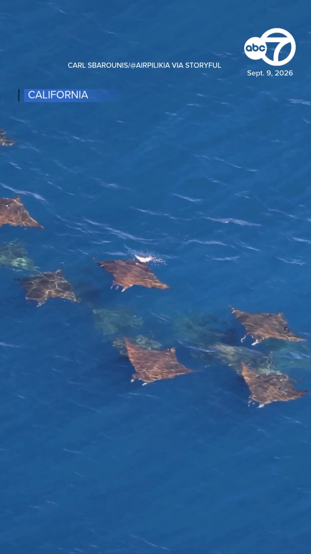 Devil rays put on spectacular show off southern California coast