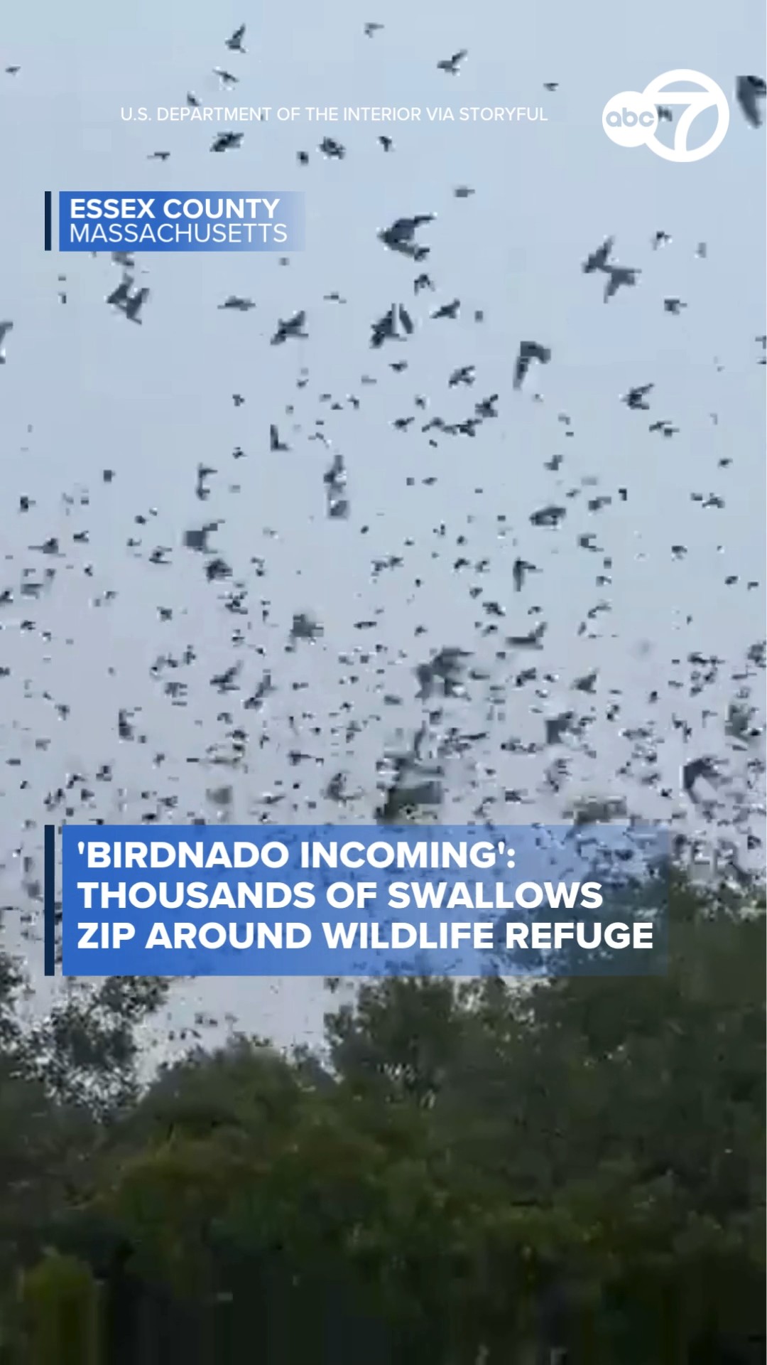 'Birdnado incoming': Thousands of swallows zip around wildlife refuge