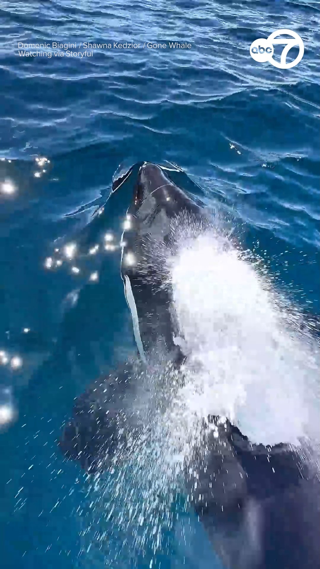 Baptism by orca': Whale watchers sprayed by orca's exhale 
