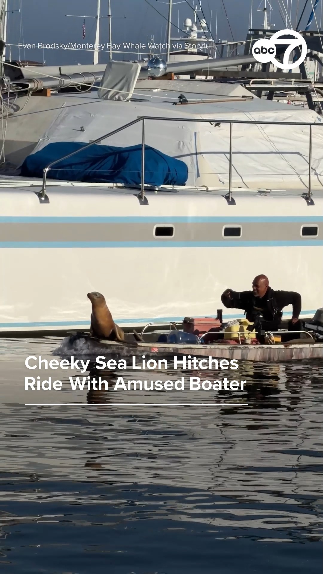 Cheeky sea lion hitches ride with amused boater