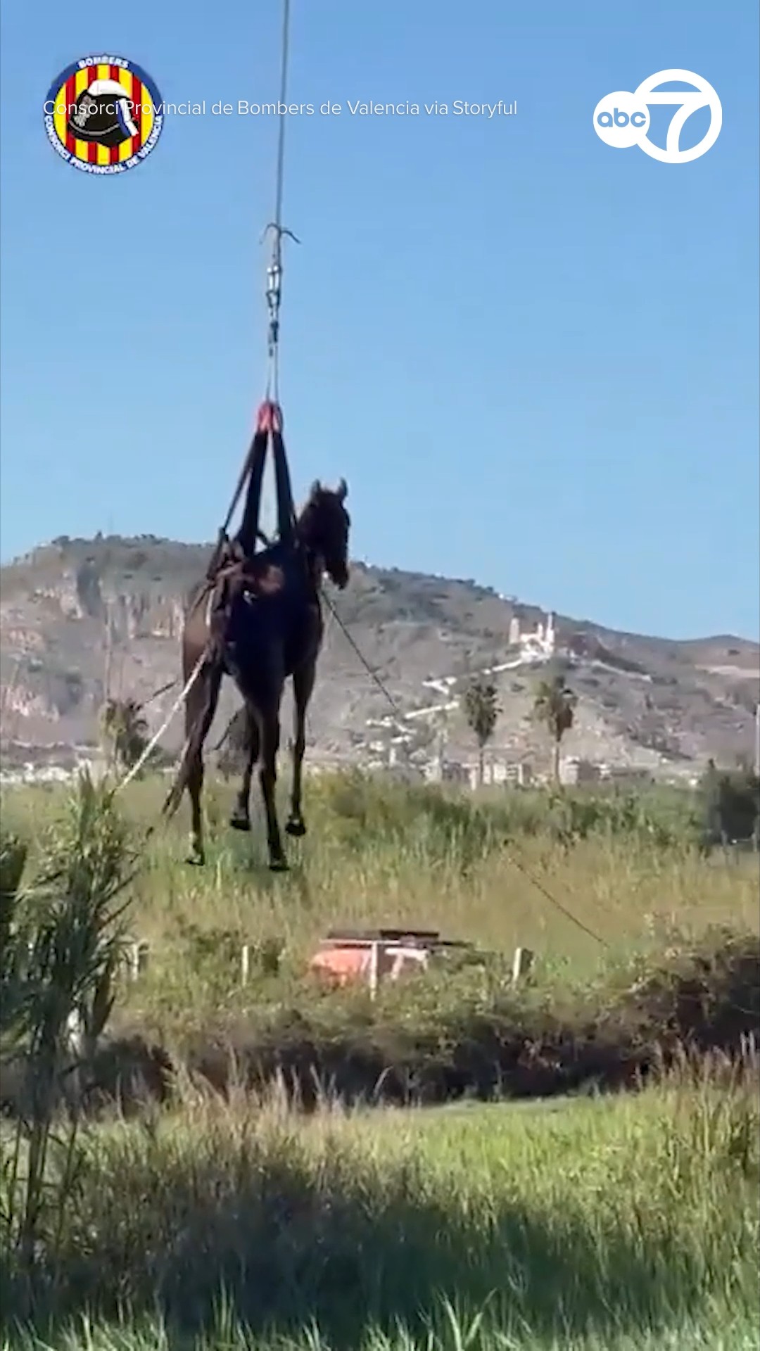 Moment horse is airlifted to safety after getting stuck in pond 
