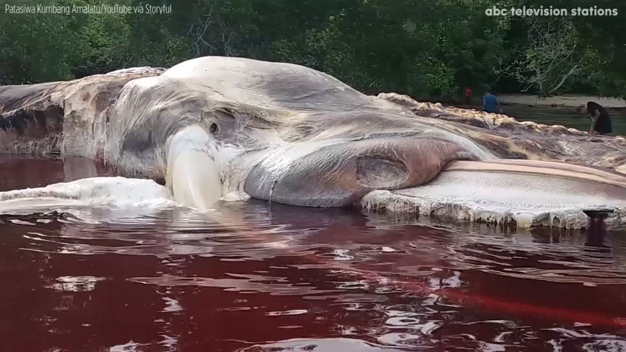 Massive Mystery Sea Creature Washes Ashore In Indonesia Abc30 Fresno