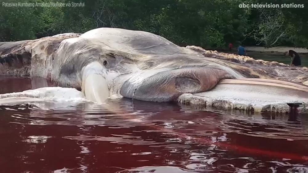 Massive creature washes ashore in Indonesia