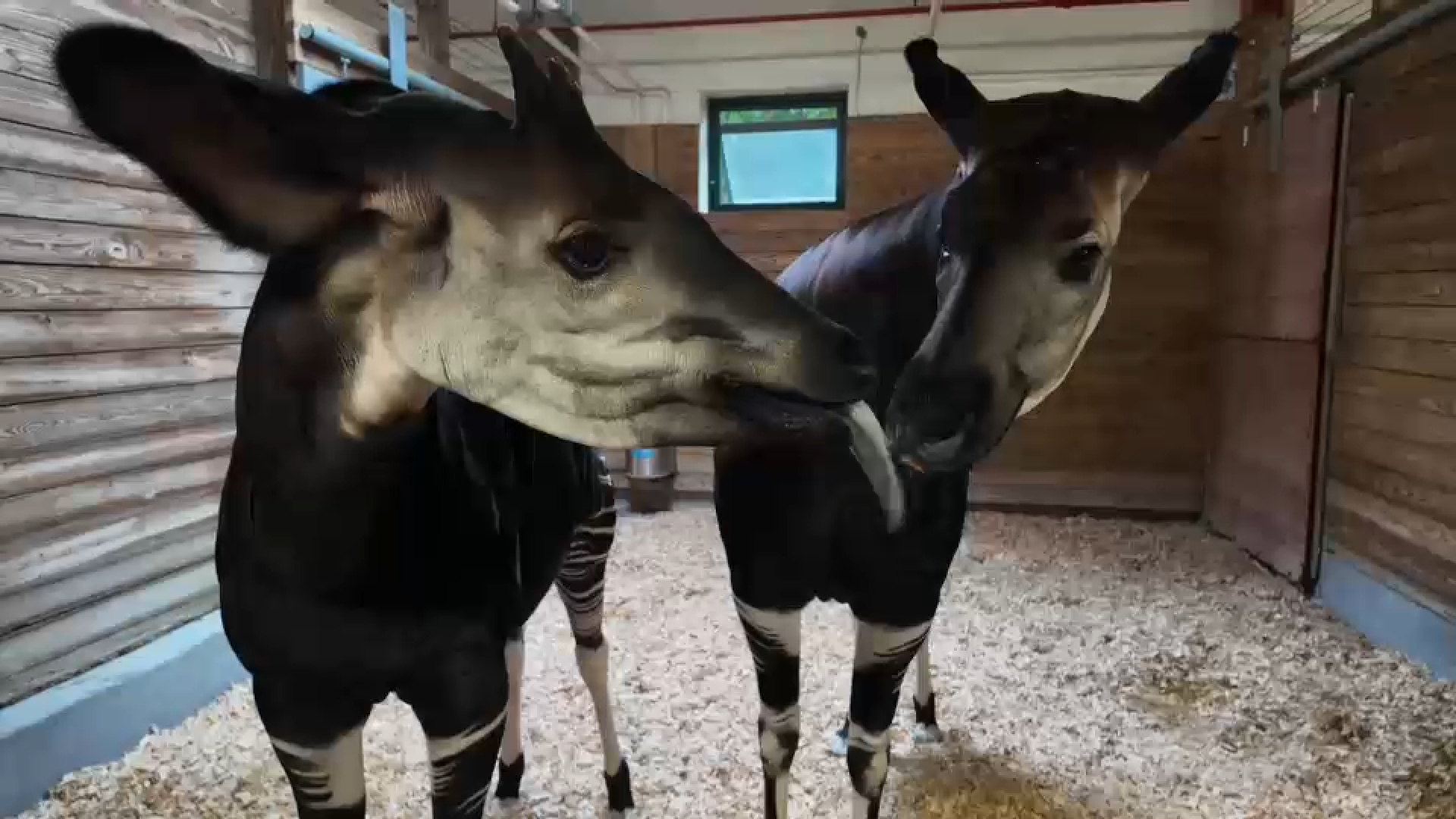 Bronx Zoo works to protect endangered okapi