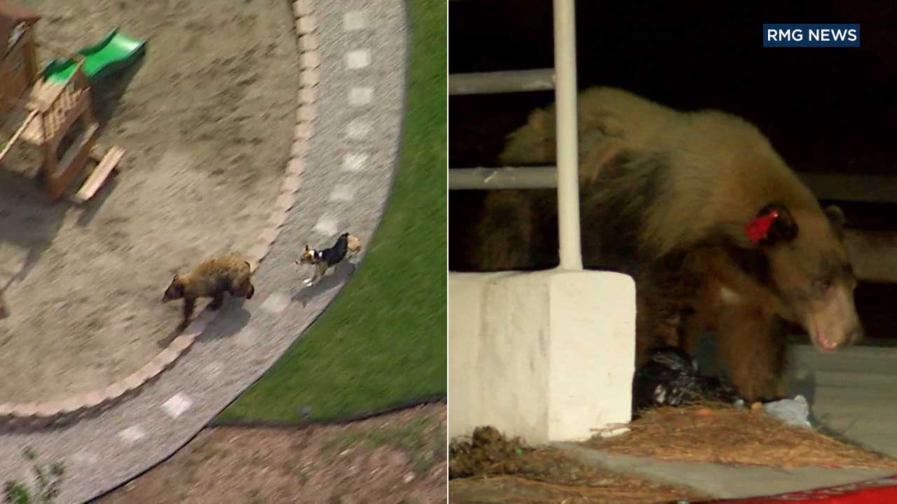 Bear spotted in Duarte likely same one chased by dog in Bradbury