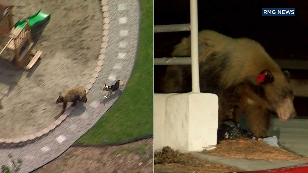 Bear spotted in Duarte likely same one chased by dog in Bradbury