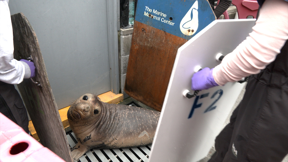 Marine Mammal Center preparing for extended wave of sea lion rescues