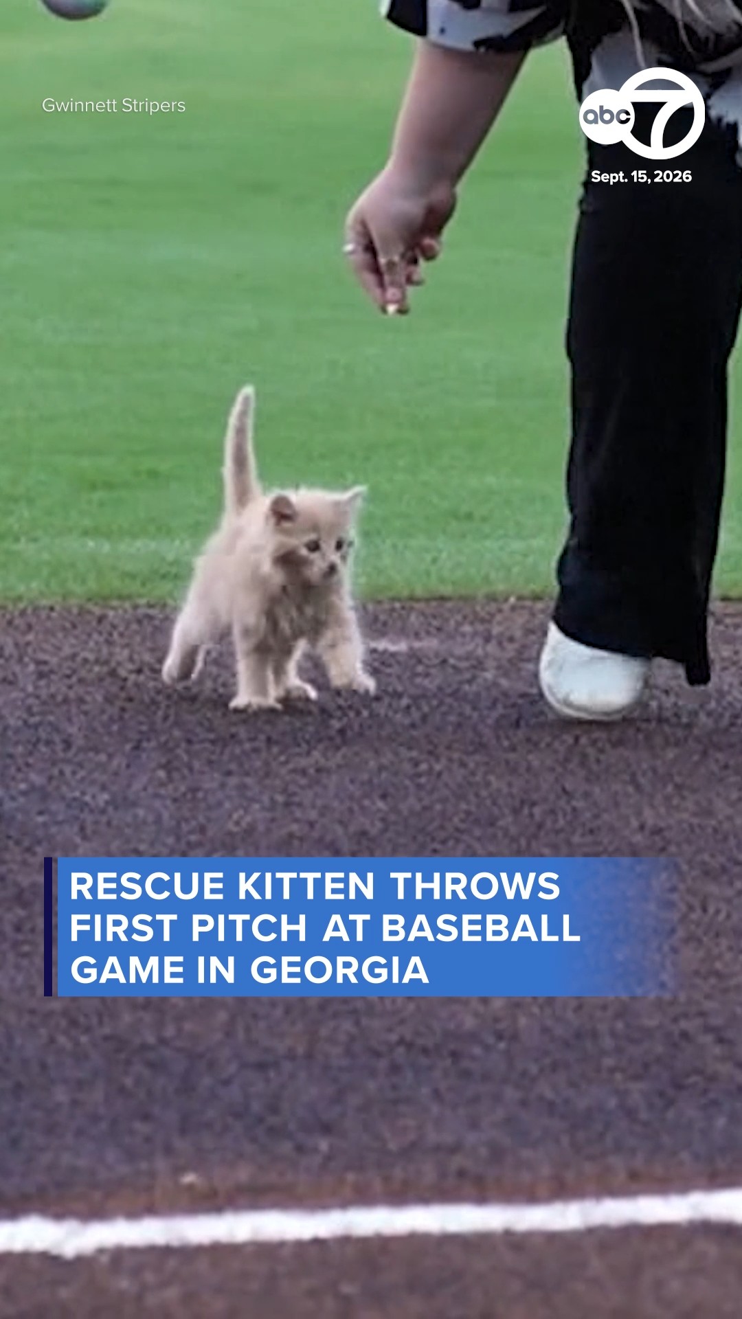 Rescue kitten throws first pitch at baseball game in Georgia