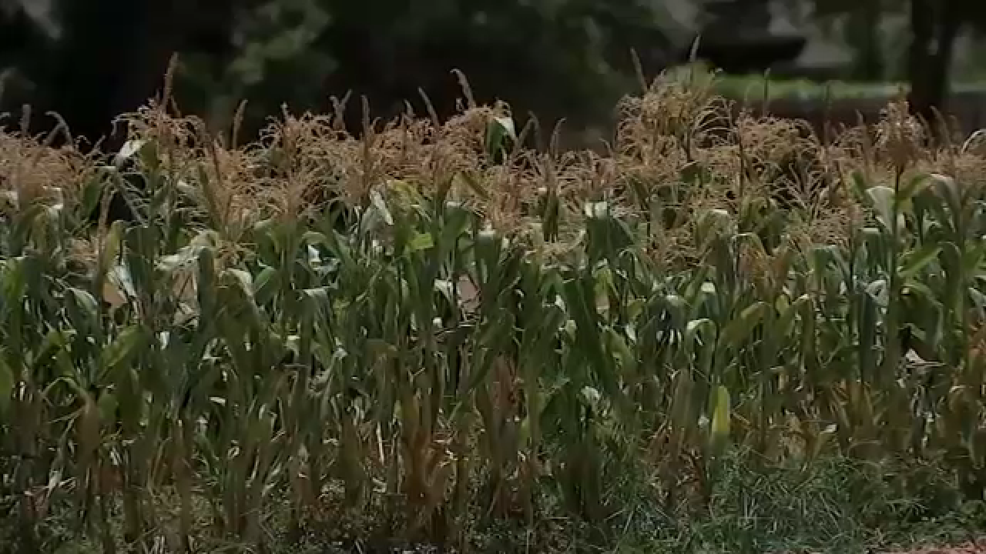 Texas A&M AgriLife finds widespread drought is impacting crop yield in Texas