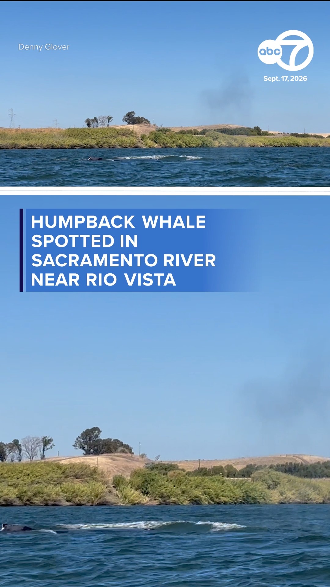 Humpback whale spotted in Sacramento River near Rio Vista