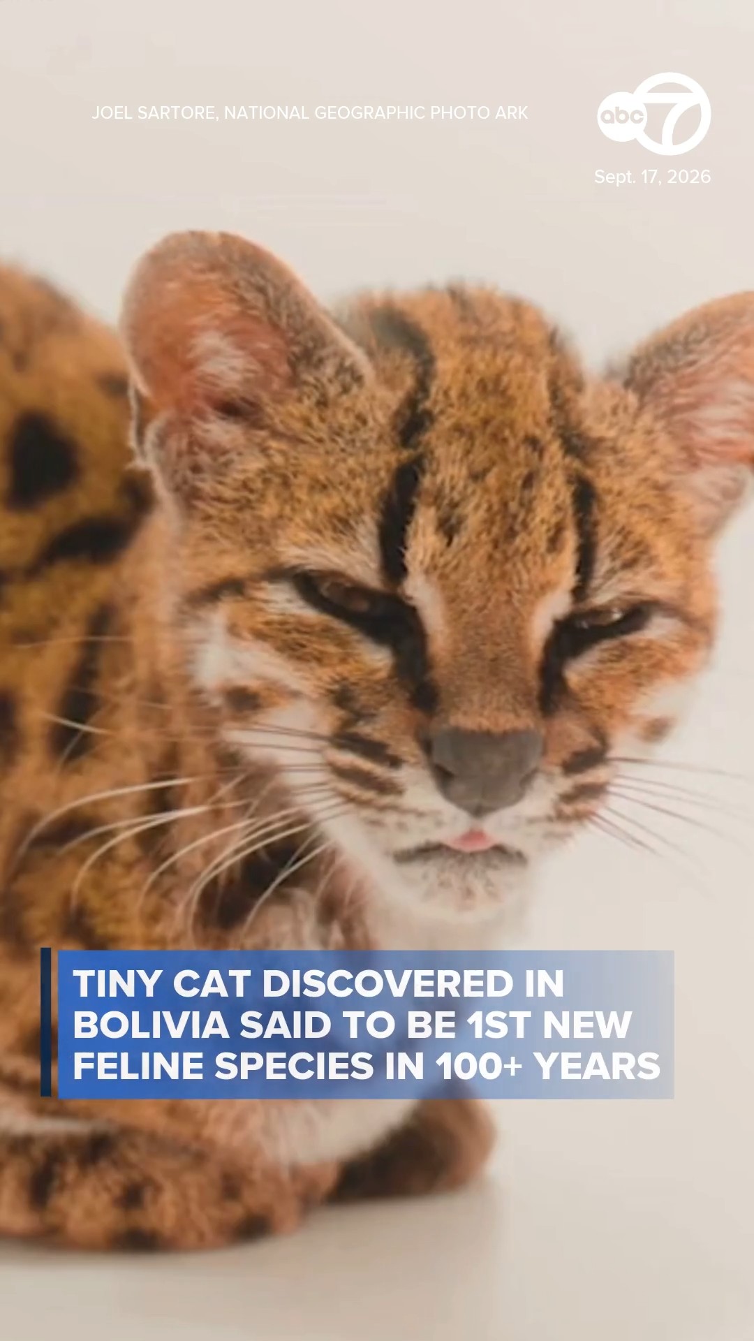 New cat species discovered in Bolivia said to be 1st in 100+ years