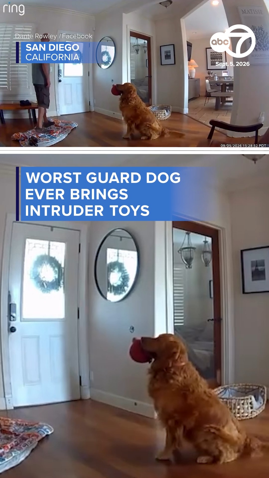 Worst guard dog ever brings intruder toys