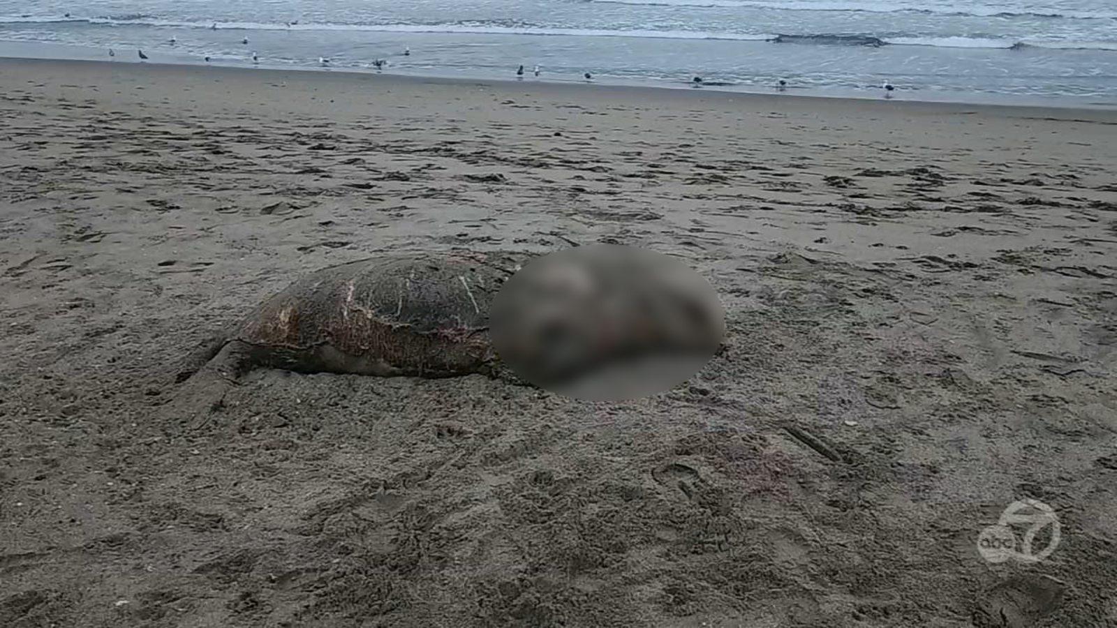 Sea lion found beheaded at San Francisco's Ocean Beach, prompting investigation