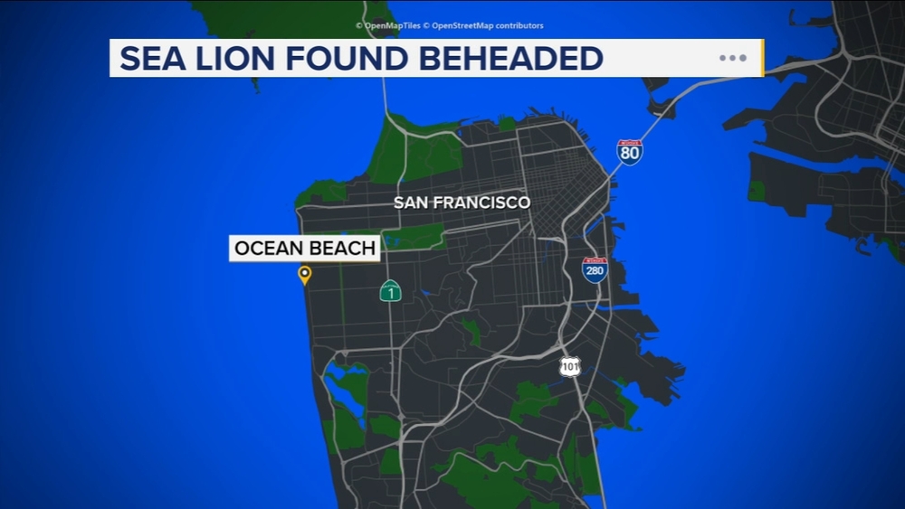 Sea lion found beheaded at SF's Ocean Beach, prompting investigation