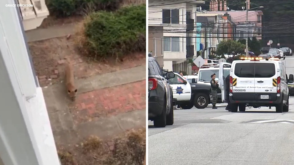 Mountain lion captured after roaming SF's Outer Sunset neighborhood