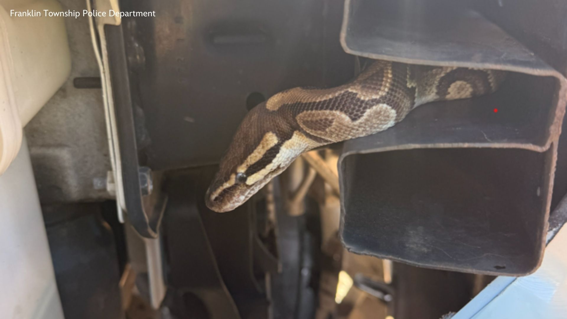 Exotic snake rescued from vehicle in Franklin Township