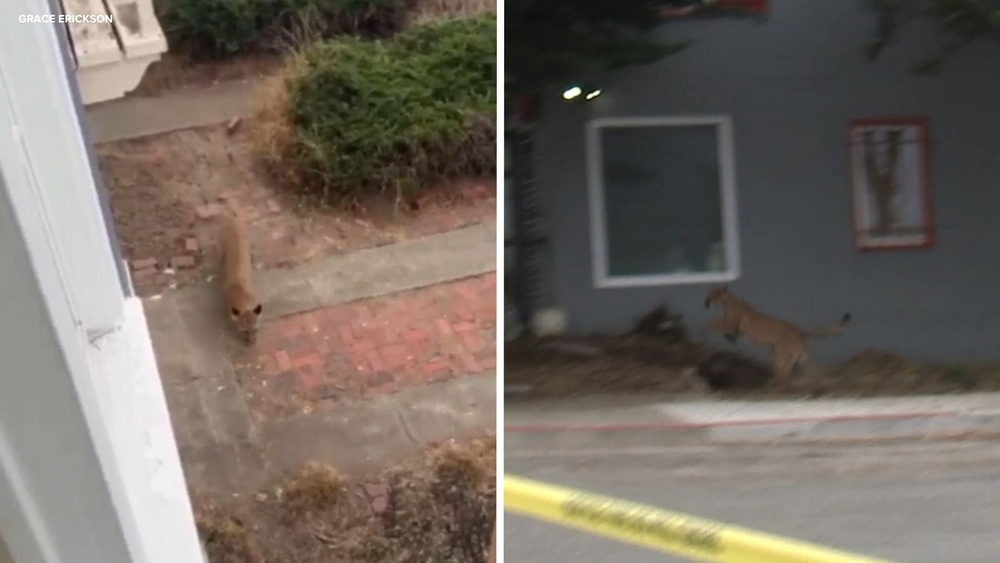 Mountain lion captured in dramatic standoff in SF's Outer Sunset