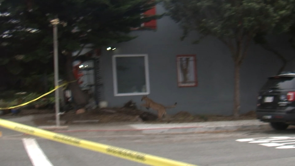Mountain lion runs through SF neighborhood before being tranquilized