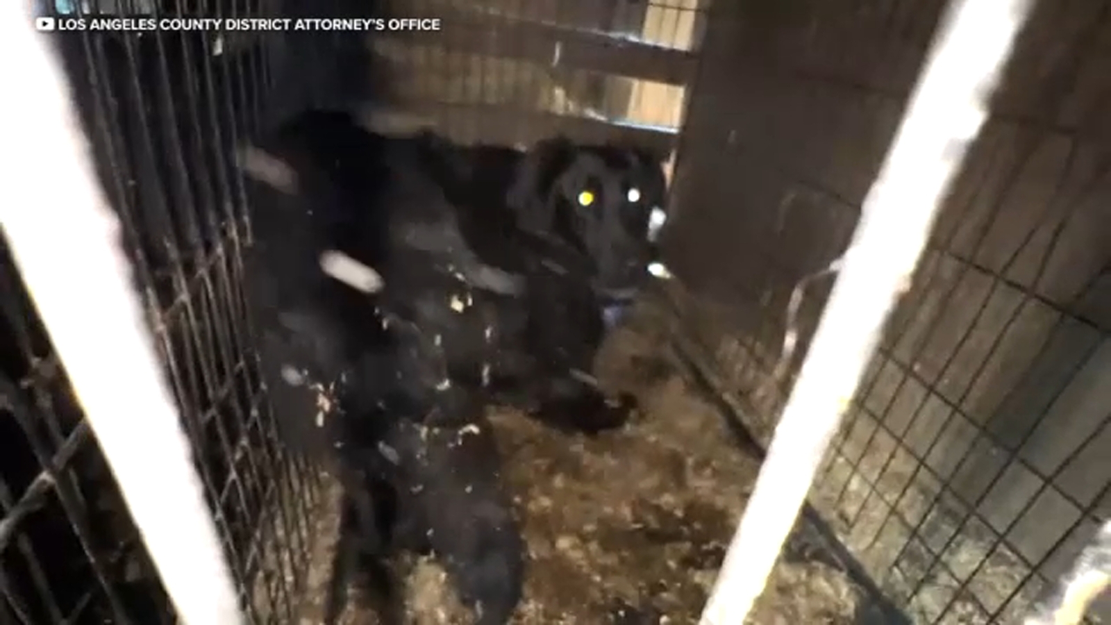 Lake Hughes rescue owner charged in animal cruelty case involving 300 animals found at Rock ‘N’ Pawz Lake Hughes rescue owner charged in animal cruelty case involving 300 animals found at Rock ‘N’ Pawz