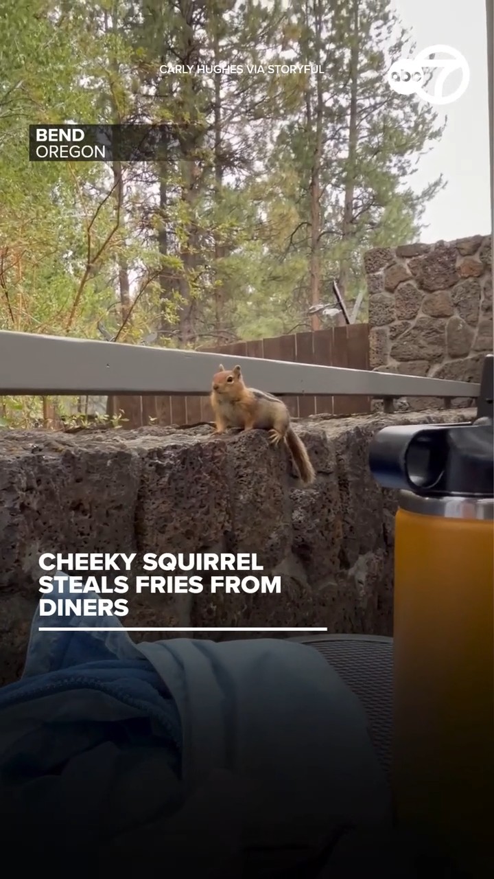 Cheeky squirrel steals fries from diners