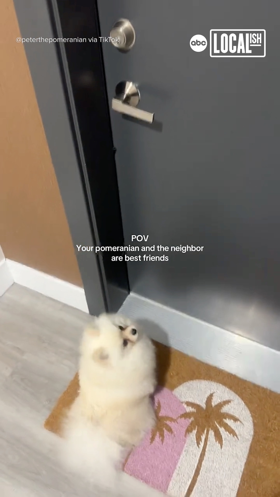 This social butterfly Pomeranian loves to say hello to his neighbors!