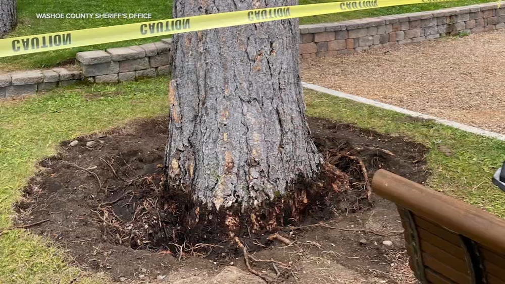 $147K reward being offered in Lake Tahoe tree poisoning case