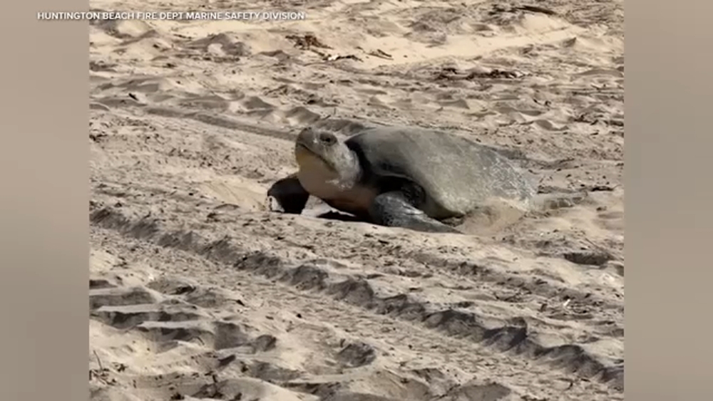 Rare sea turtle lays eggs in 1st documented West Coast nesting